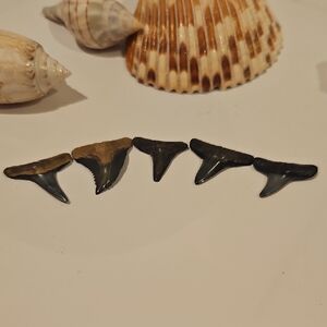 Set of Fossil Shark Teeth